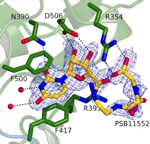 psb11552 inhibitor bound to cd73