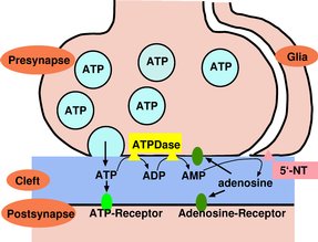 ATP as neurotransmitter in a synaptic junction