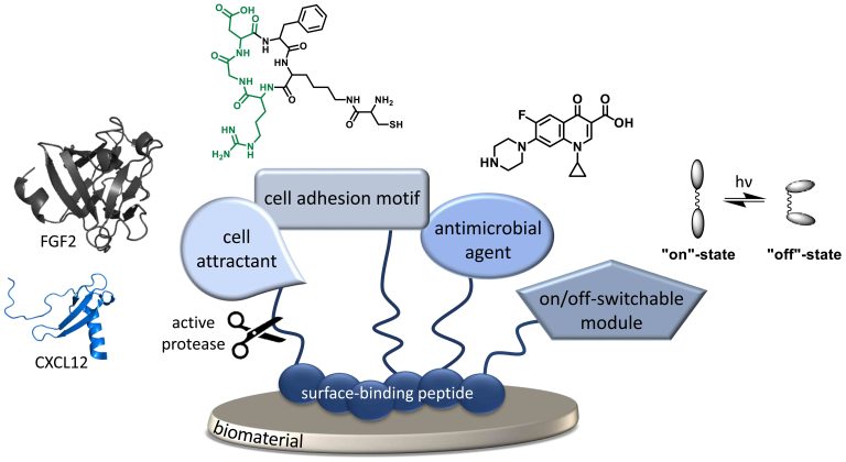 Biomaterials - From modified peptides to selective immobilization of molecules and cells
