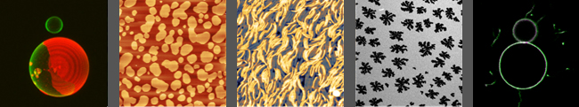 Beispiel für riesige unilamellare Vesikel, phasengetrennte Lipiddoppelschichten und gekrümmte DNA-Origami-Nanostrukturen, die mit Fluoreszenz- und Rasterkraftmikroskopen sichtbar gemacht wurden. Abbildung: Dr. Henri Franquelim / MPI für Biochemie, AG Schwille