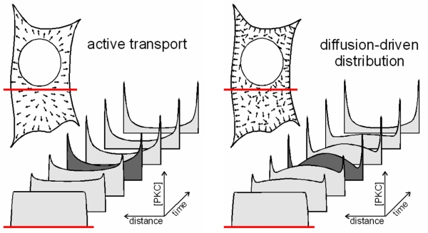distribution_during_active_transport_or_diffusion
