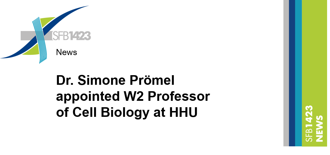 You are currently viewing Dr. Simone Prömel appointed W2 Professor of Cell Biology at HHU