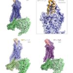 Small changes, but essential! How peptides are recognised in receptors