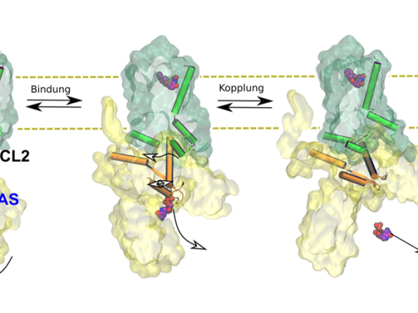 Leipzig biophysicists decipher functionality of adrenaline-binding receptor