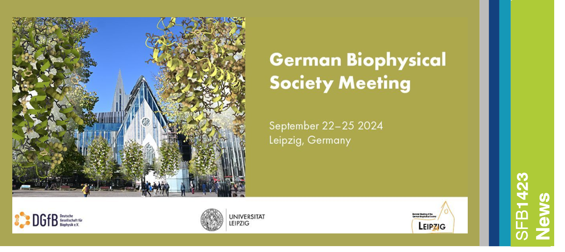 You are currently viewing Special SFB1423 & GPCR Session within the German Biophysical Society Meeting 2024 in Leipzig (September 22-25, 2024)