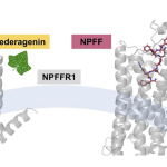 Naturally occurring hederagenin binds to pain regulation receptor