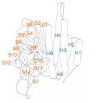 New numbering system facilitates comparability of protein domains