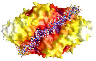 model DNA binding to PepA